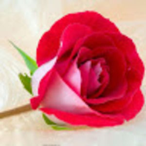 Meet your Posher, Maryam